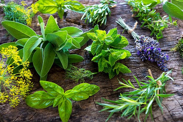 What's the history of Herbal Medicine?