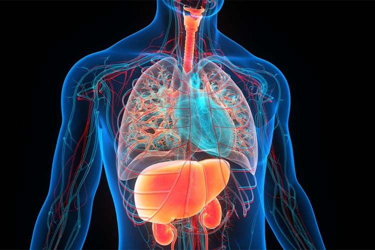What is a Combined Liver Kidney Transplant?