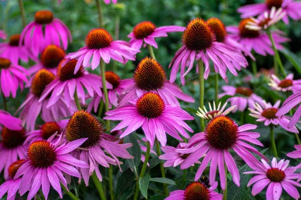 Echinacea purpurea