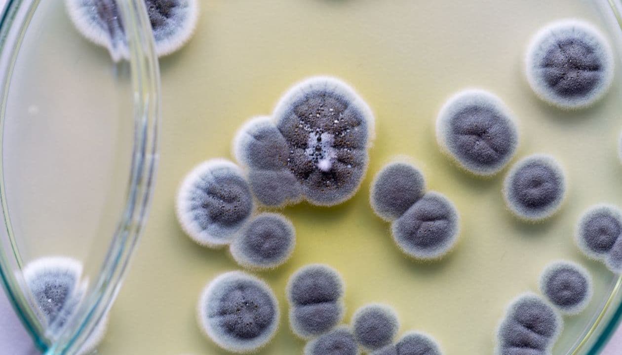 What causes sinusitis?