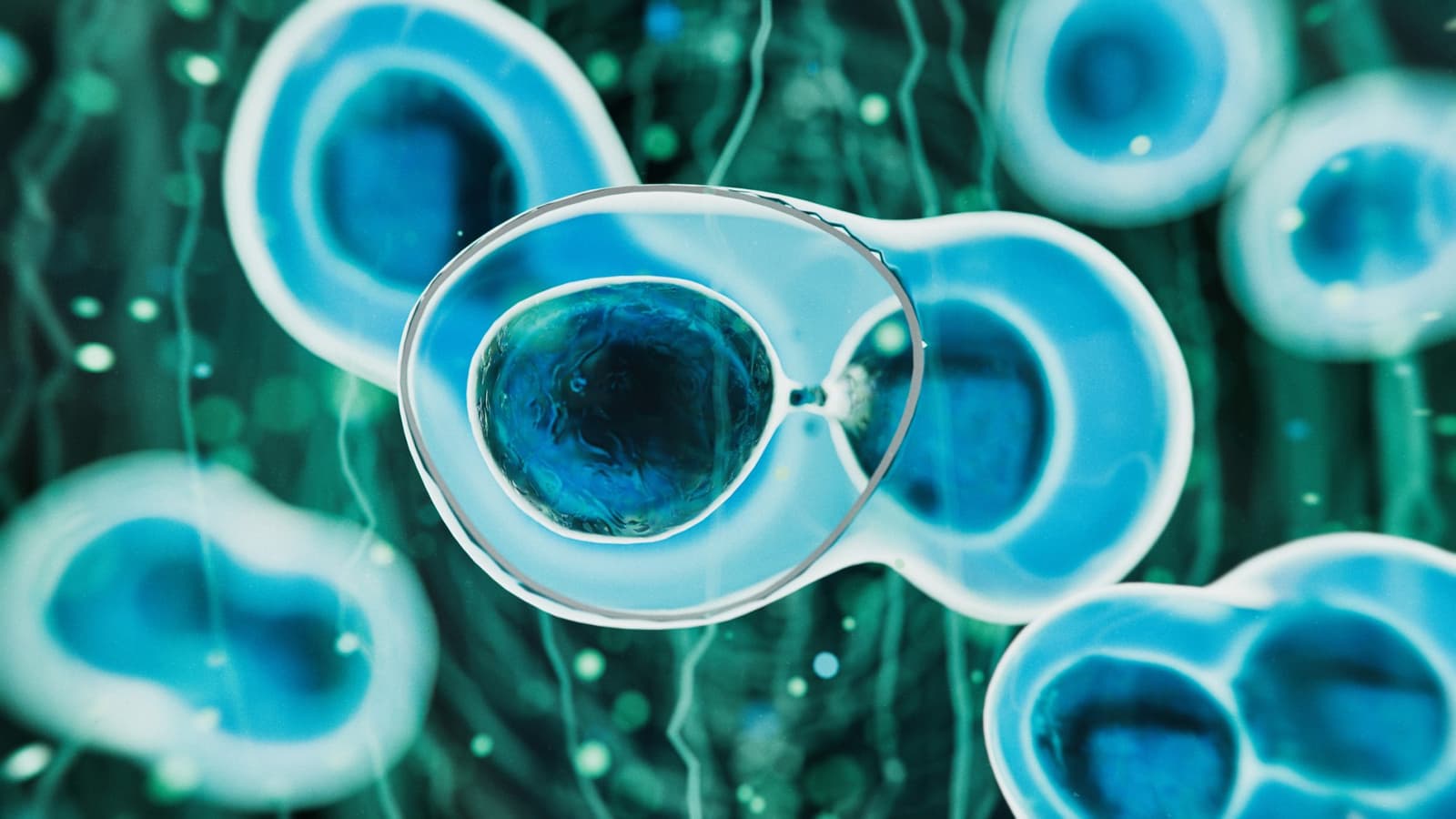 What is a stem cell transplant?