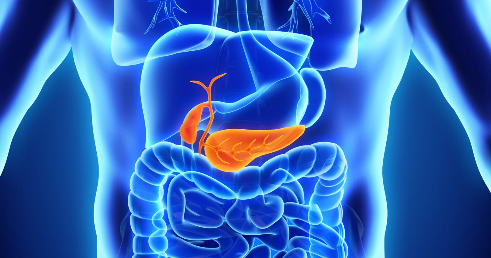 What is the role of pancreas in digestion?