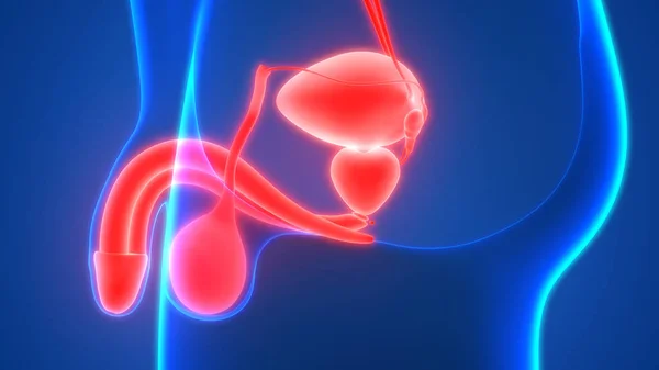 What happens during an orchiectomy?