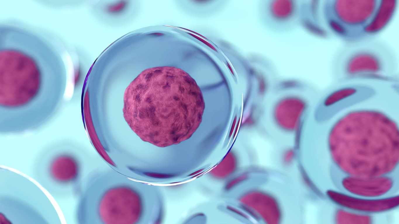 What is stem cell therapy?