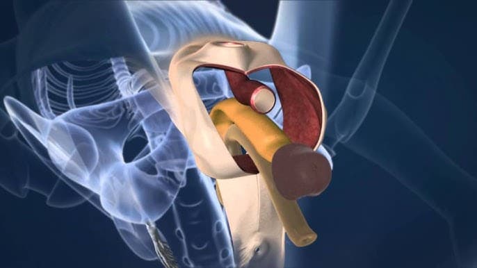 What is gender-affirming surgery?