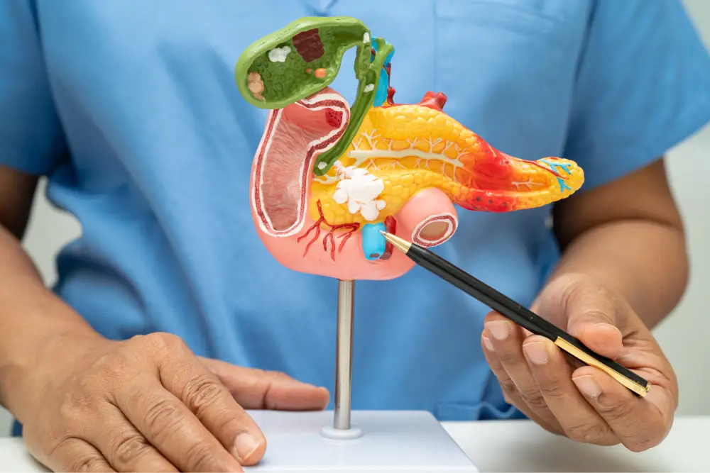 What does the pancreas do?