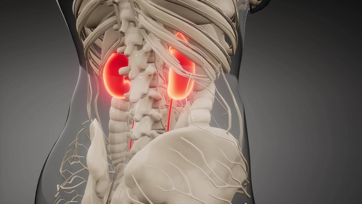 What is the urinary tract?